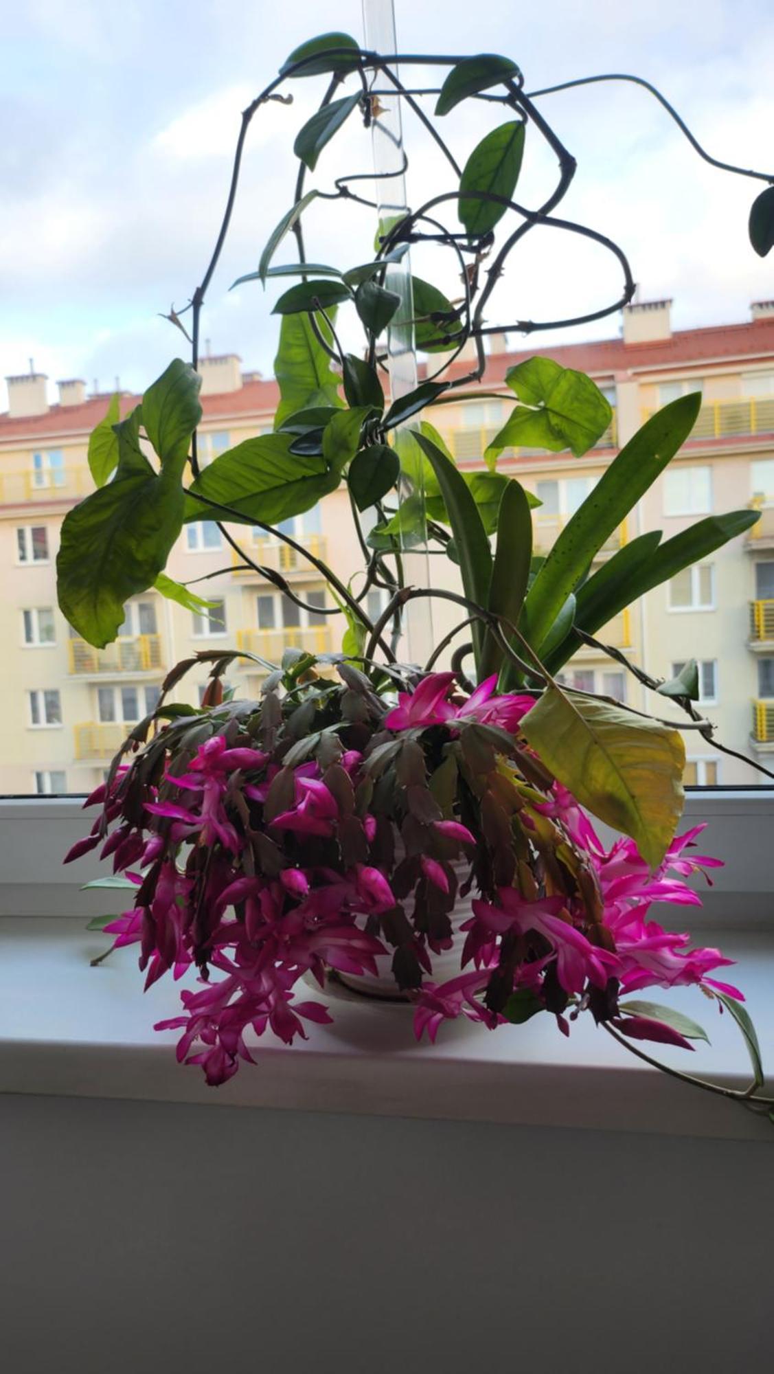 Wspomnienie Mlodosci Apartment Krakow Ngoại thất bức ảnh